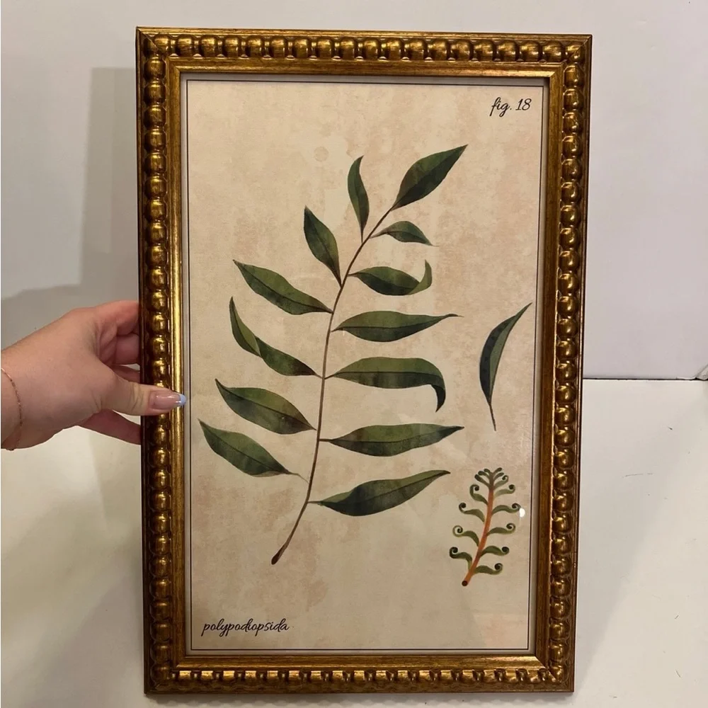 Polypodiopsida fig.18 picture frame decor